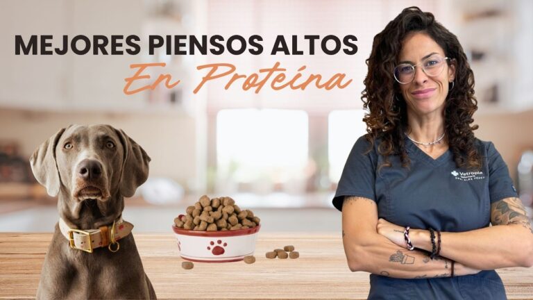 pienso para perros barato y bueno