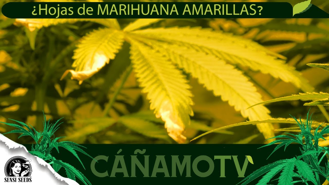 que es un amarillo por porros