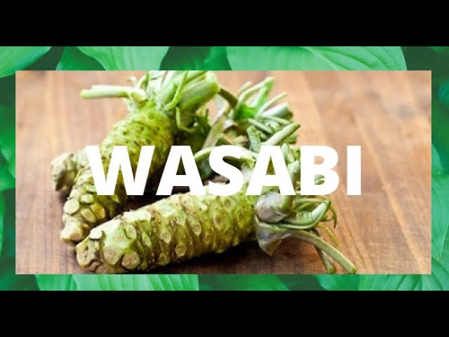 que es wasabi y para que sirve