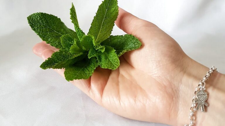 se puede congelar la menta fresca