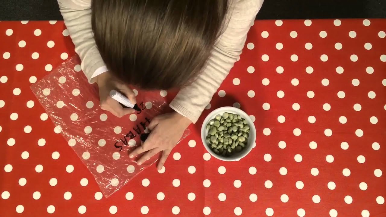 se pueden congelar las habas crudas